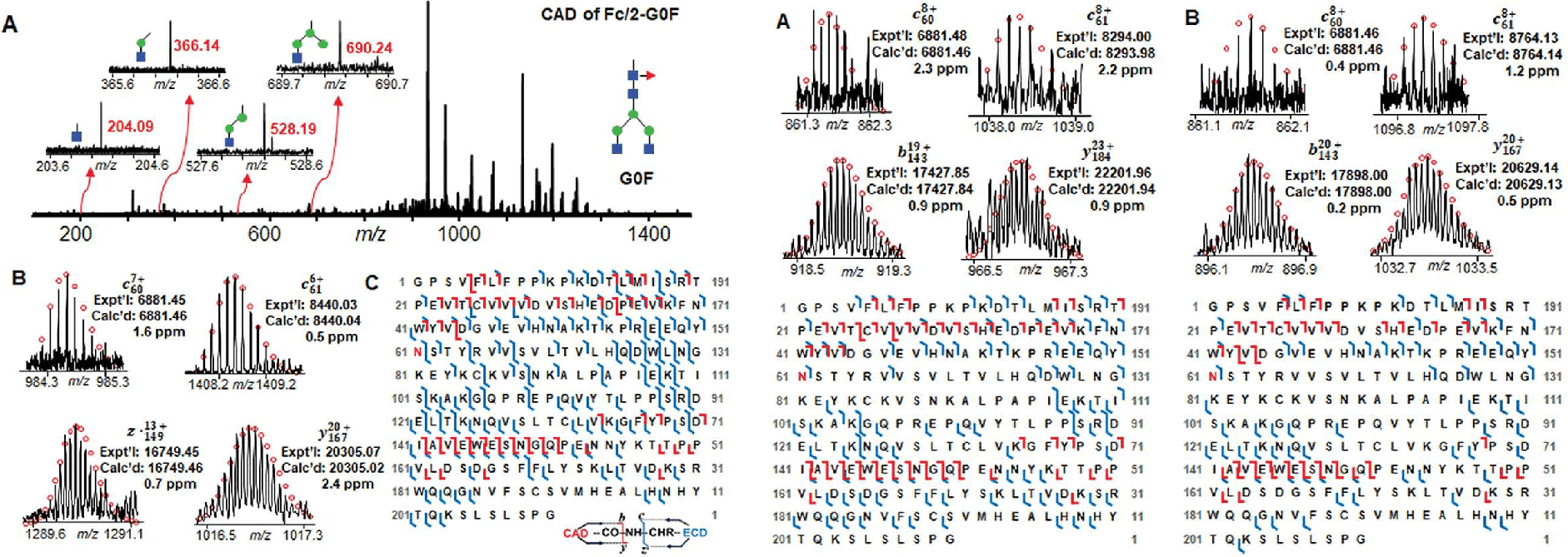 igg-antibody-sequencing-service1.png