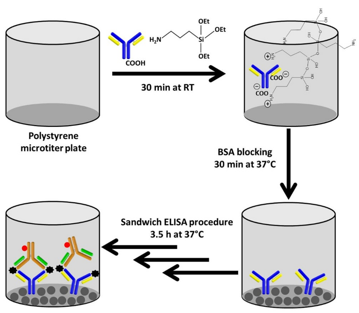 immobilized-antibody-sequencing-service1.PNG