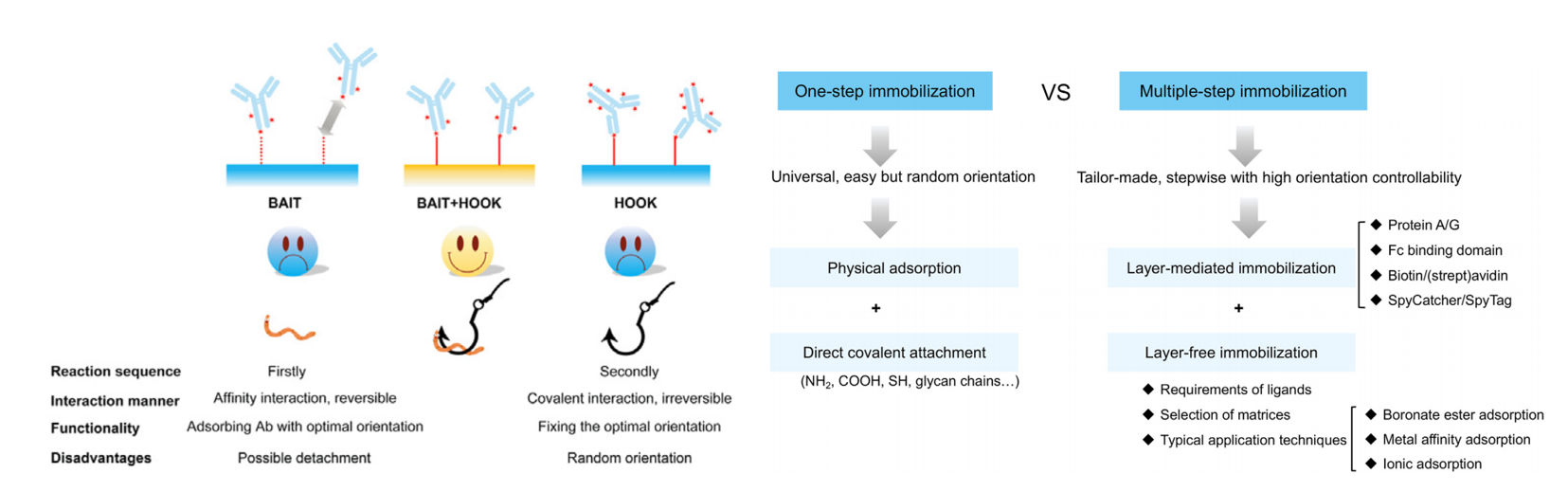 immobilized-antibody-sequencing-service2.PNG