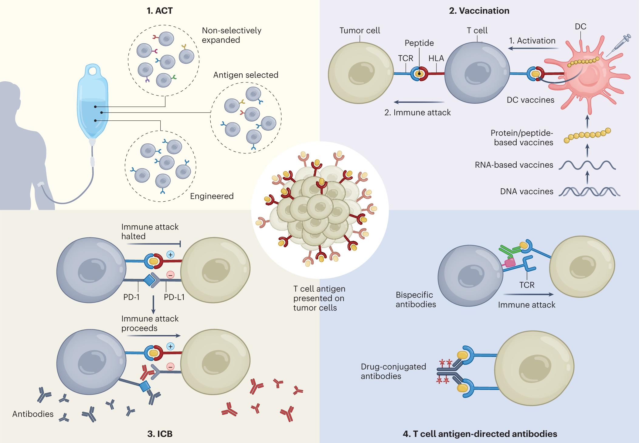 immunotherapy-target-discovery1.jpg