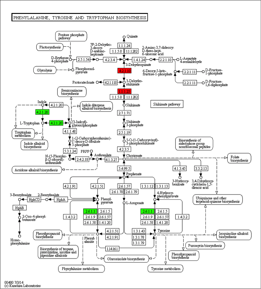 kegg-pathway-and-enrichment-analysis3.png