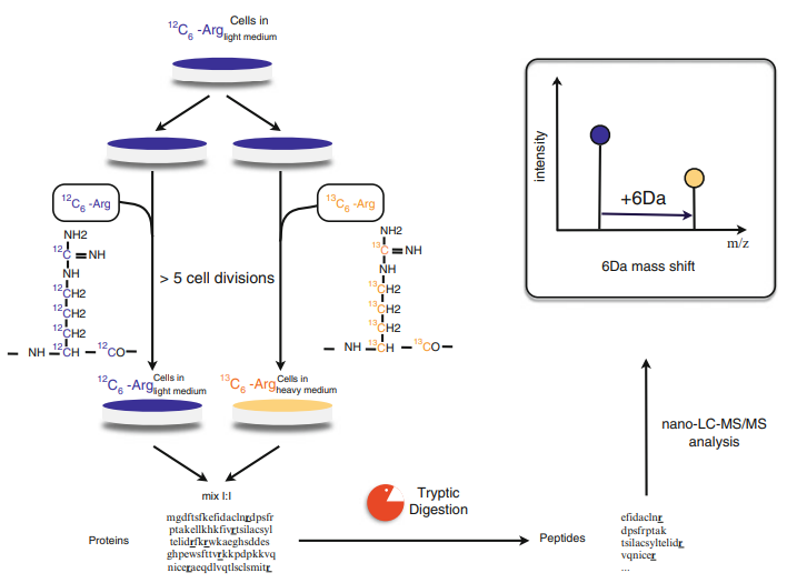 label-based-protein-quantification-technology3.png