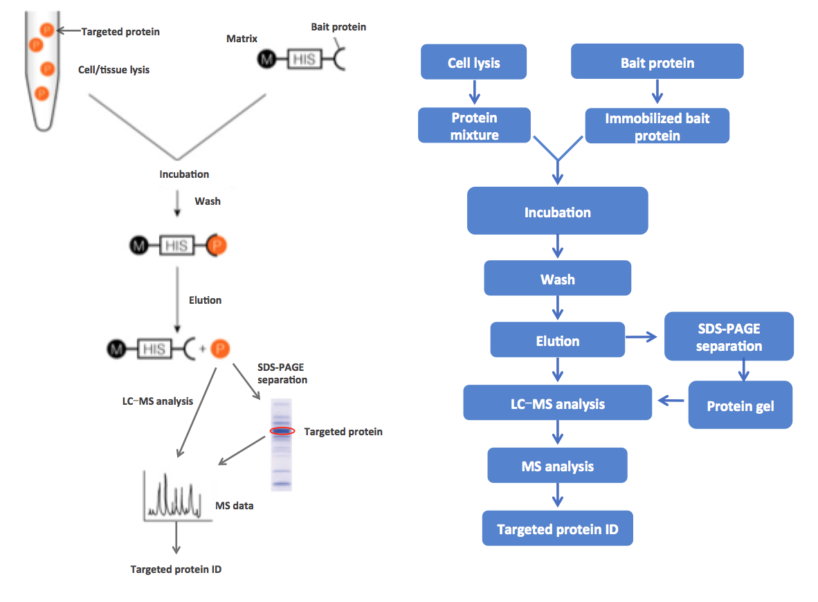 lc-ms-analysis-of-pull-down-proteins1.png