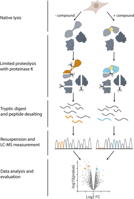 limited-proteolysis-mass-spectrometry-lip-ms2.png