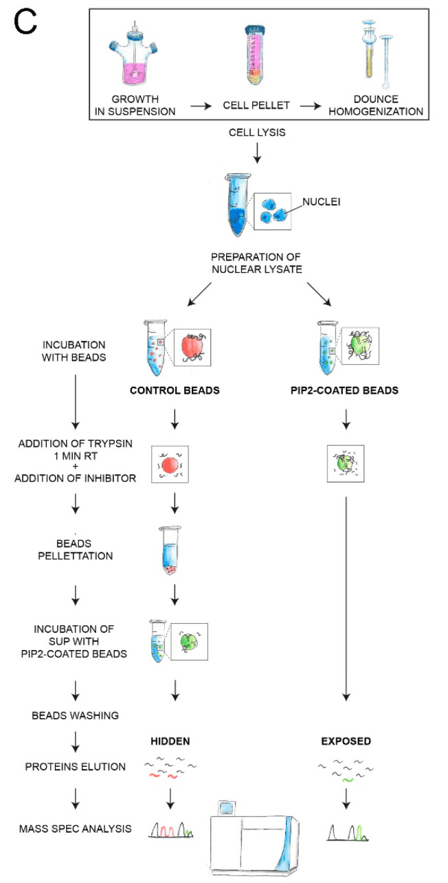 limited-proteolysis-mass-spectrometry-lip-ms6.png