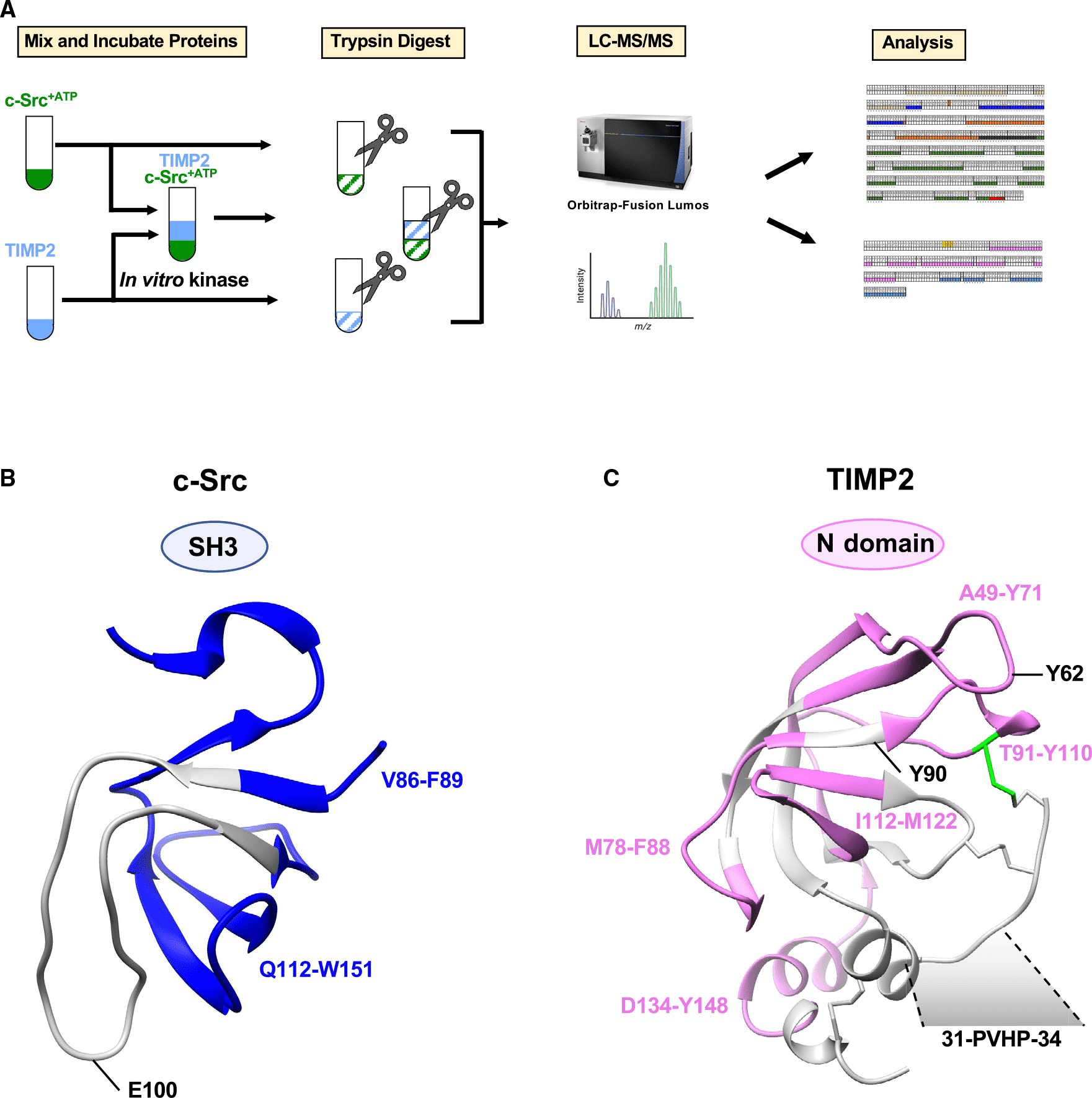 limited-proteolysis-mass-spectrometry-lip-ms7.png