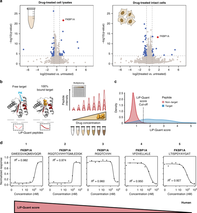 limited-proteolysis-mass-spectrometry-lip-ms8.png