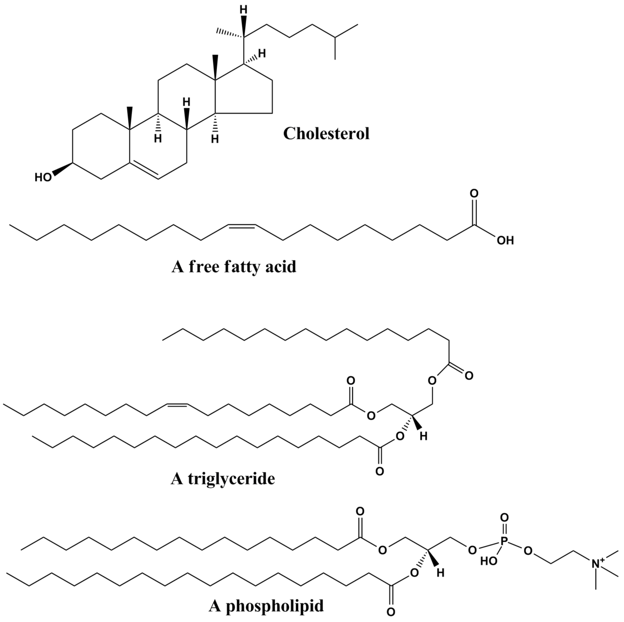 lipidomics-service1.png