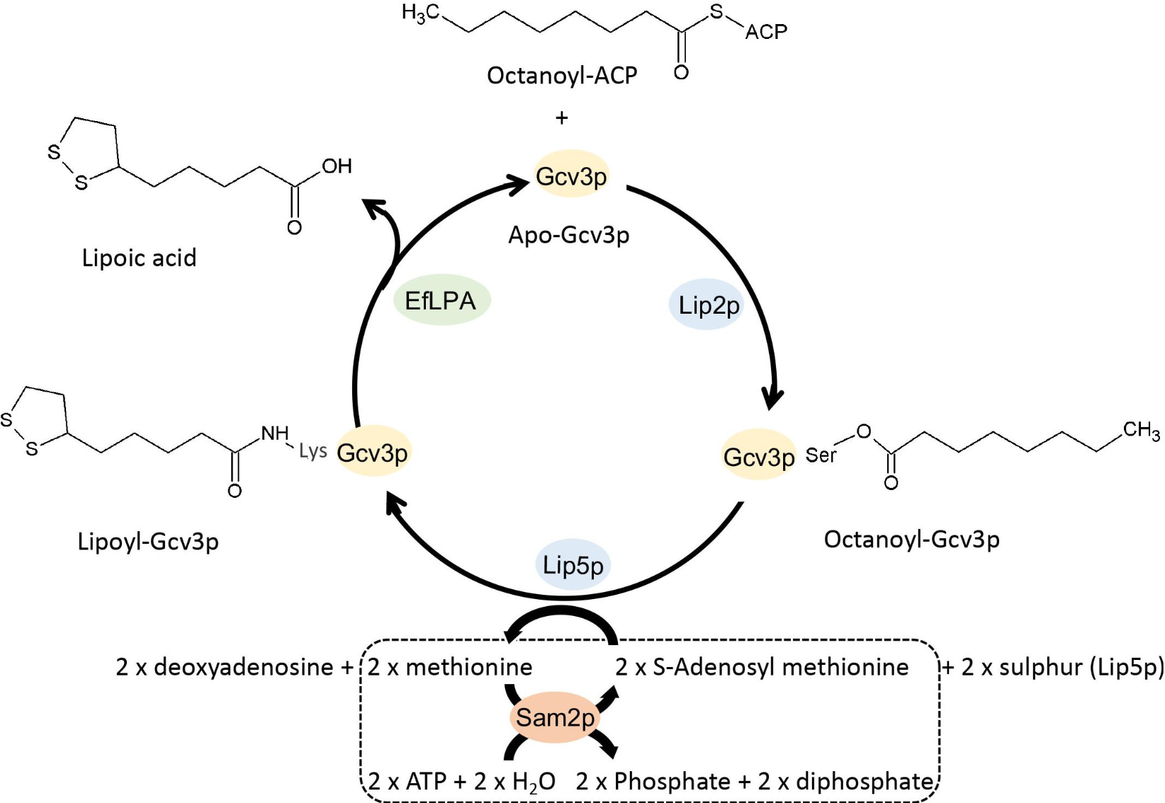 lipoic-acid-metabolism-service1.png