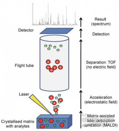 maldi-molecular-weight-identification1.png