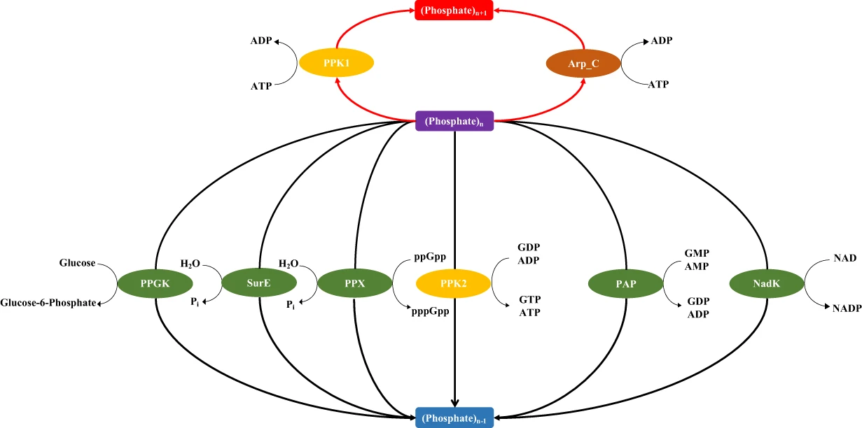 metabolic-pathways-analysis1.png