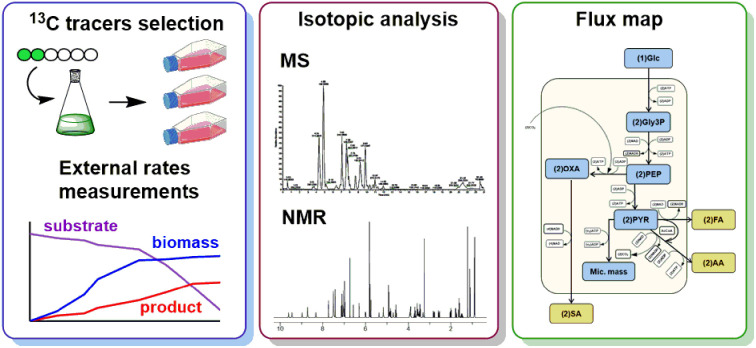 metabolism-flux-assessment-service1.jpg