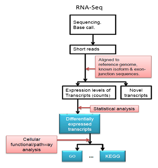 metatranscriptomics-sequencing1.png