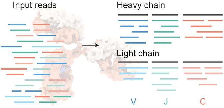 mono-poly-clonal-antibody-de-novo-sequencing-for-drug-r-and-d1.png