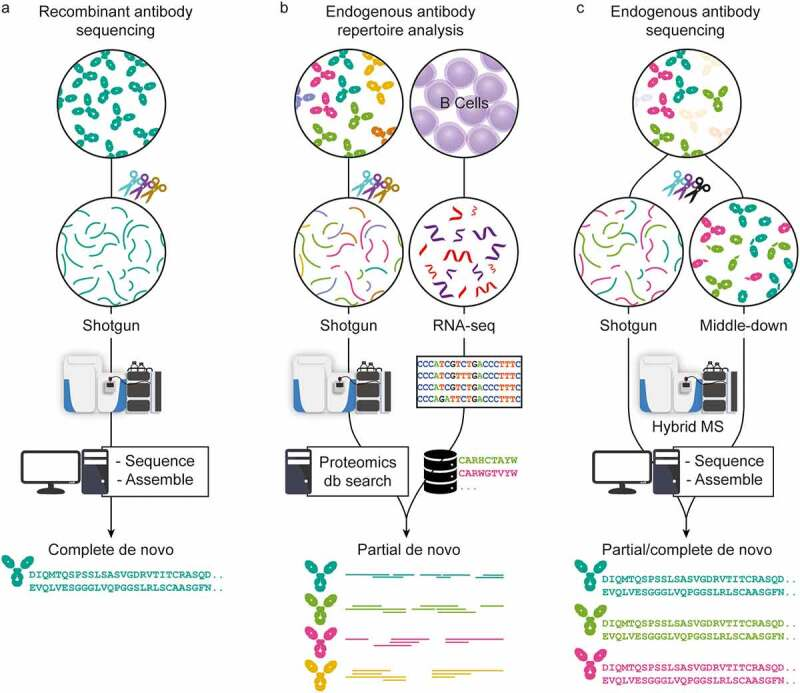 mono-poly-clonal-antibody-de-novo-sequencing-for-drug-r-and-d2.png