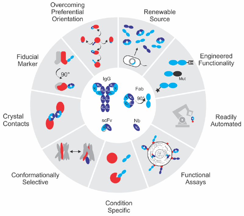 monoclonal-sequencing-and-recombinant-expression-of-cell-lines10.png