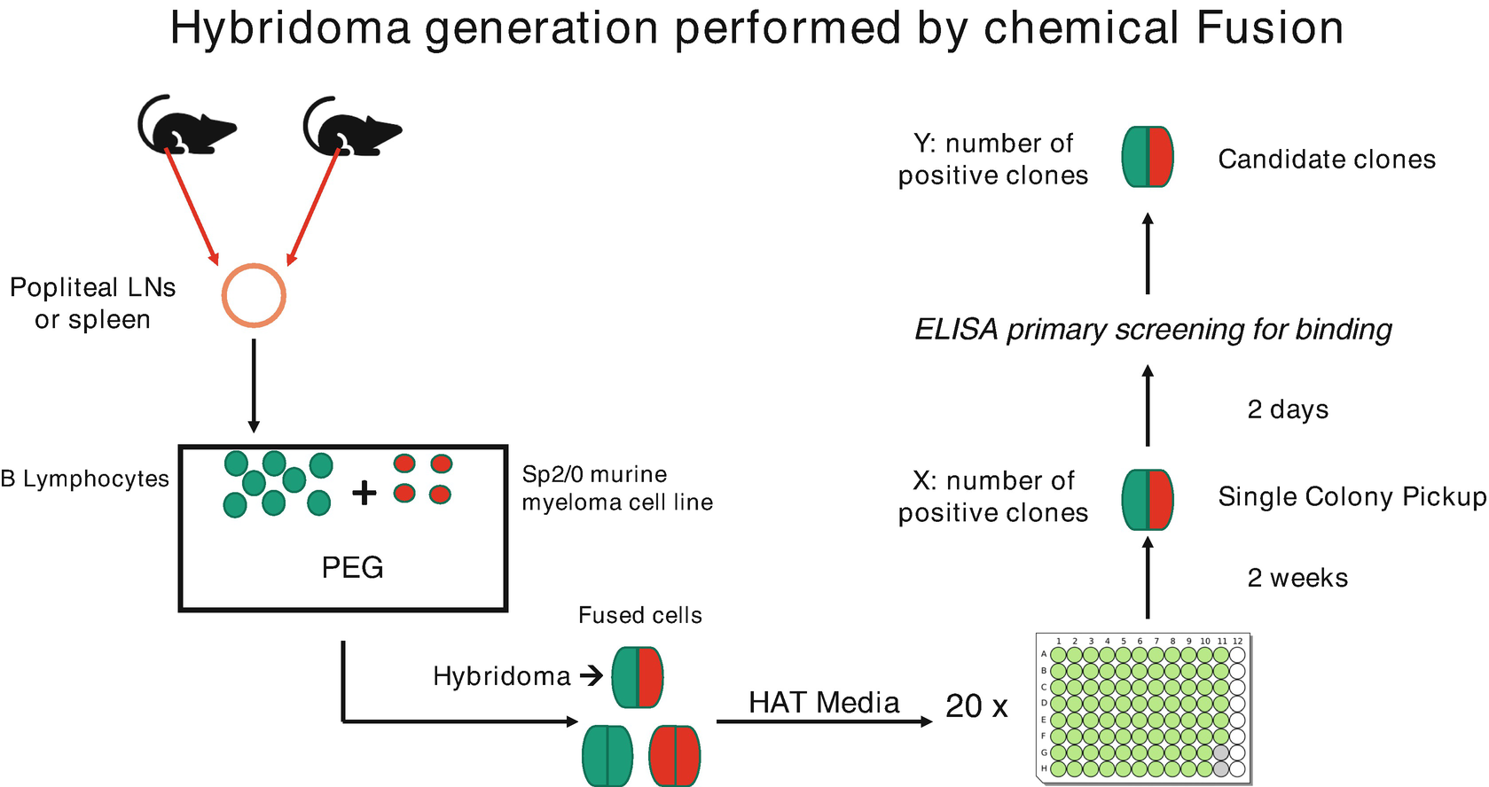 monoclonal-sequencing-and-recombinant-expression-of-cell-lines2.png