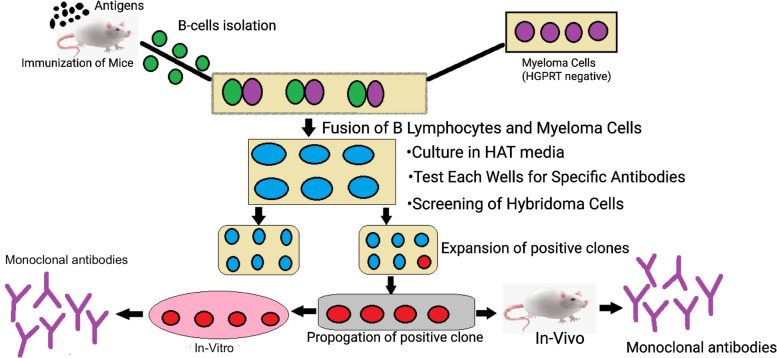 monoclonal-sequencing-and-recombinant-expression-of-cell-lines4.png