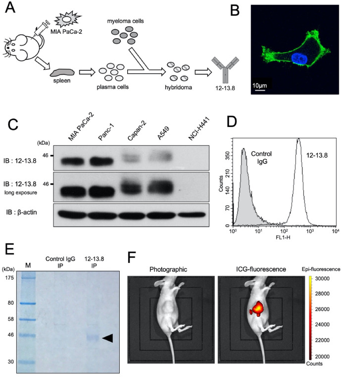 monoclonal-sequencing-and-recombinant-expression-of-cell-lines6.png