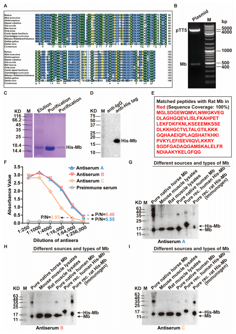 monoclonal-sequencing-and-recombinant-expression-of-cell-lines8.png