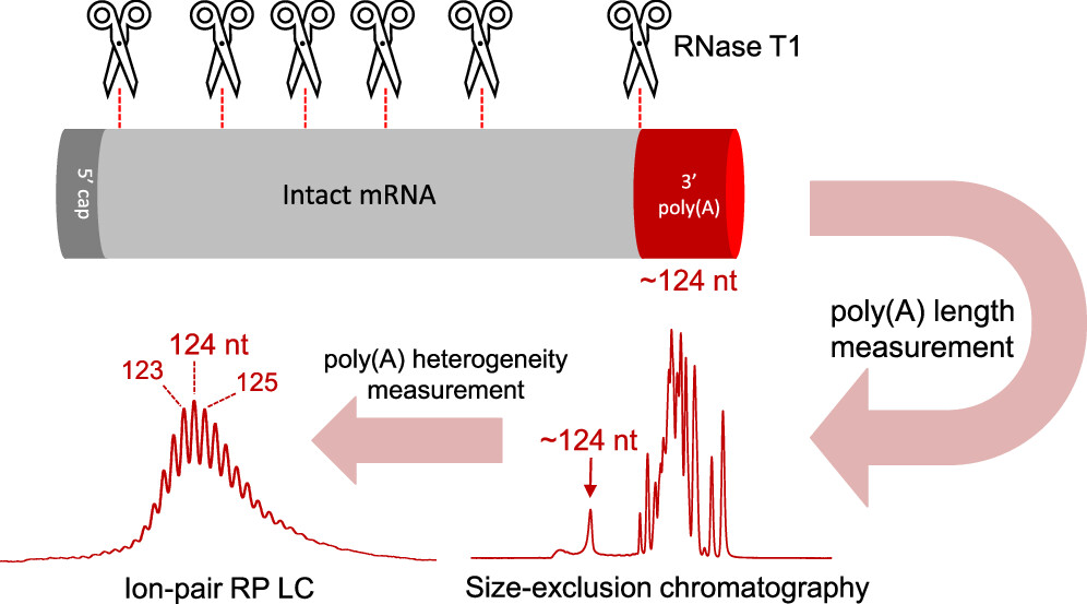 mrna-3-poly-a-tailing-analysis1.png