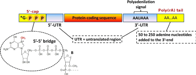 mrna-5-capping-rate-analysis1.png