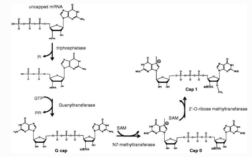 mrna-5-capping-rate-analysis2.png