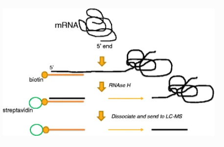 mrna-5-capping-rate-analysis3.png