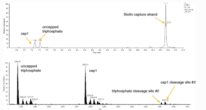 mrna-5-capping-rate-analysis4.png