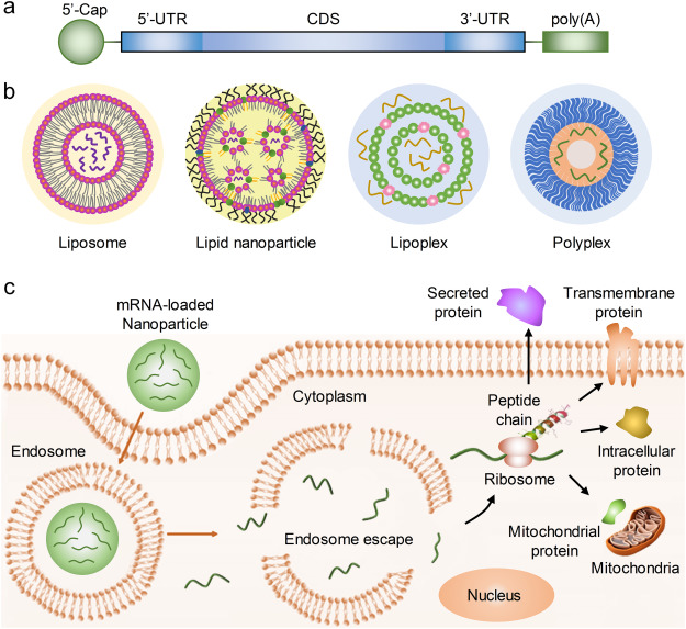 mrna-drug-analysis1.png