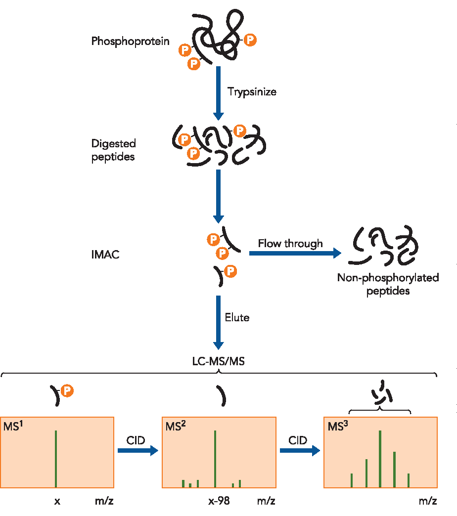 multi-channel-phosphorylated-protein-analysis-service1.png