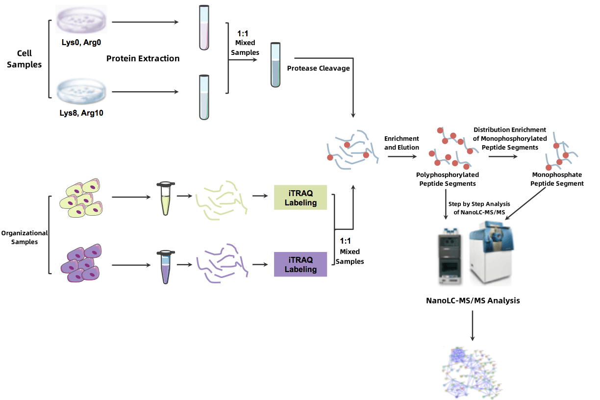 multipath-protein-phosphorylation1.png