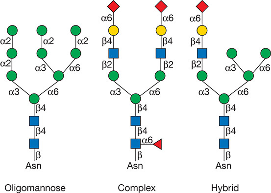 n-glycan-linkage-analysis1.png