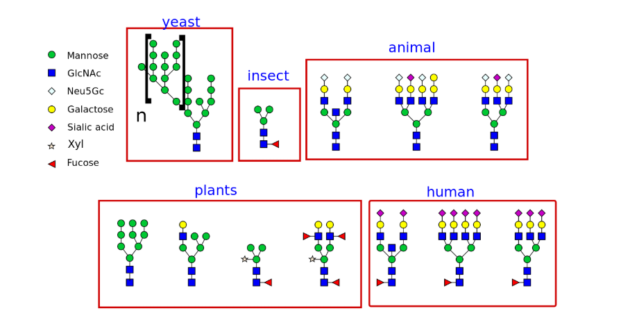 n-glycan-profiling1.png