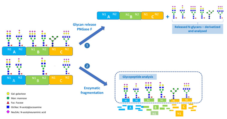 n-glycosylation-site-profiling-service1.jpg