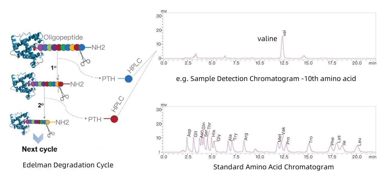 n-terminal-sequence-analysis-using-edman-degradation-method1.jpg