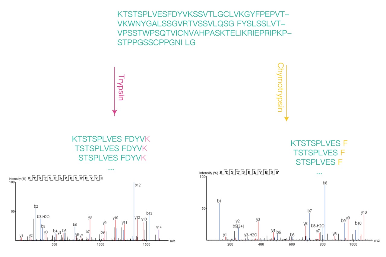 n-terminal-sequence-analysis-using-ms1.jpg