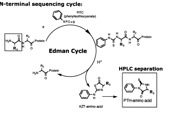 n-terminal-sequence-analysis1.png