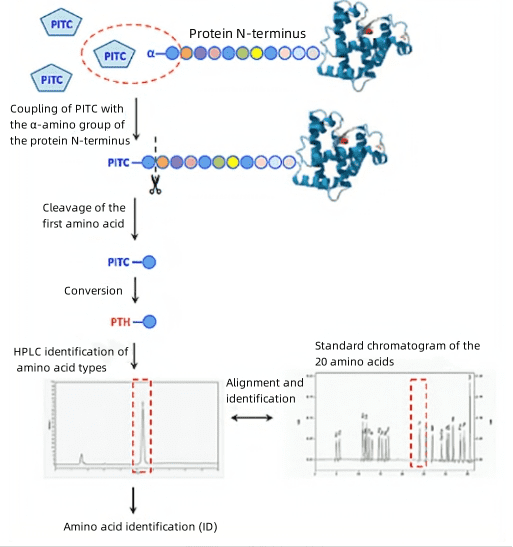 n-terminal-sequence-analysis2.png