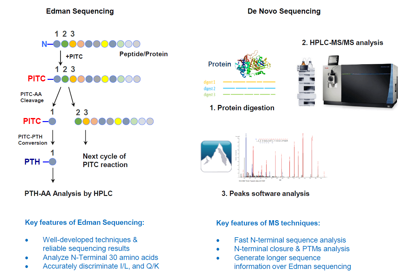 n-terminal-sequencing1.png