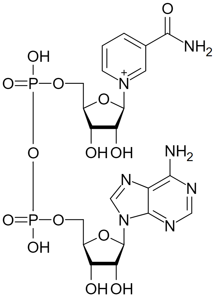 nicotinamide-adenine-dinucleotide-analysis-service1.png