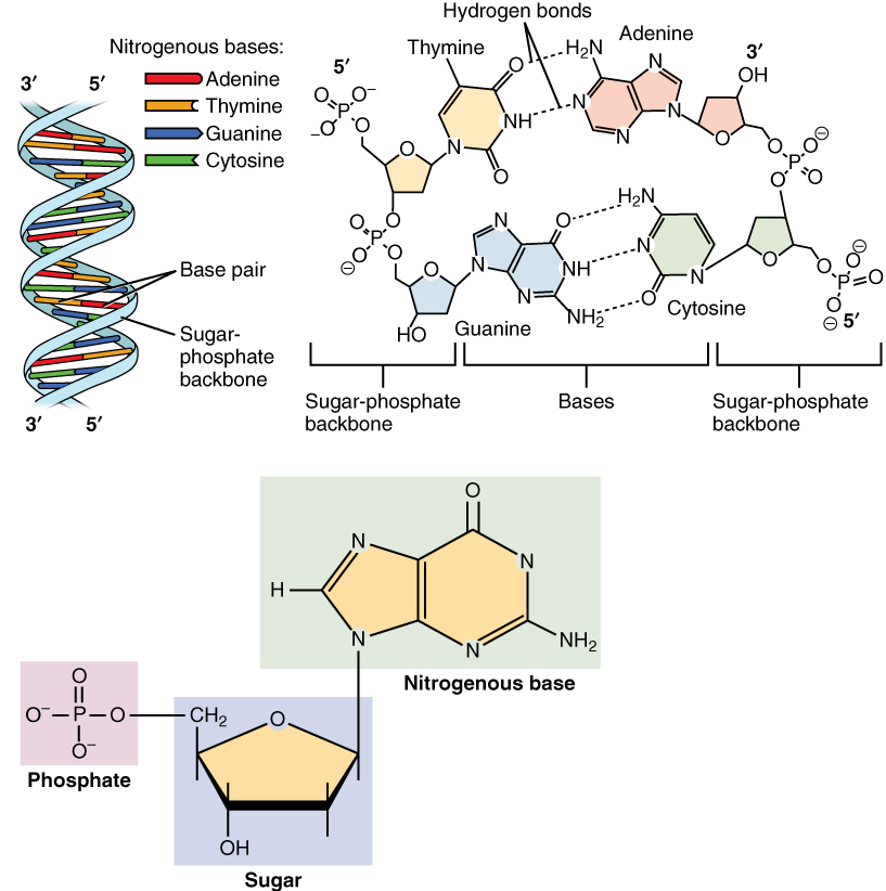 nucleotides-analysis1.jpg