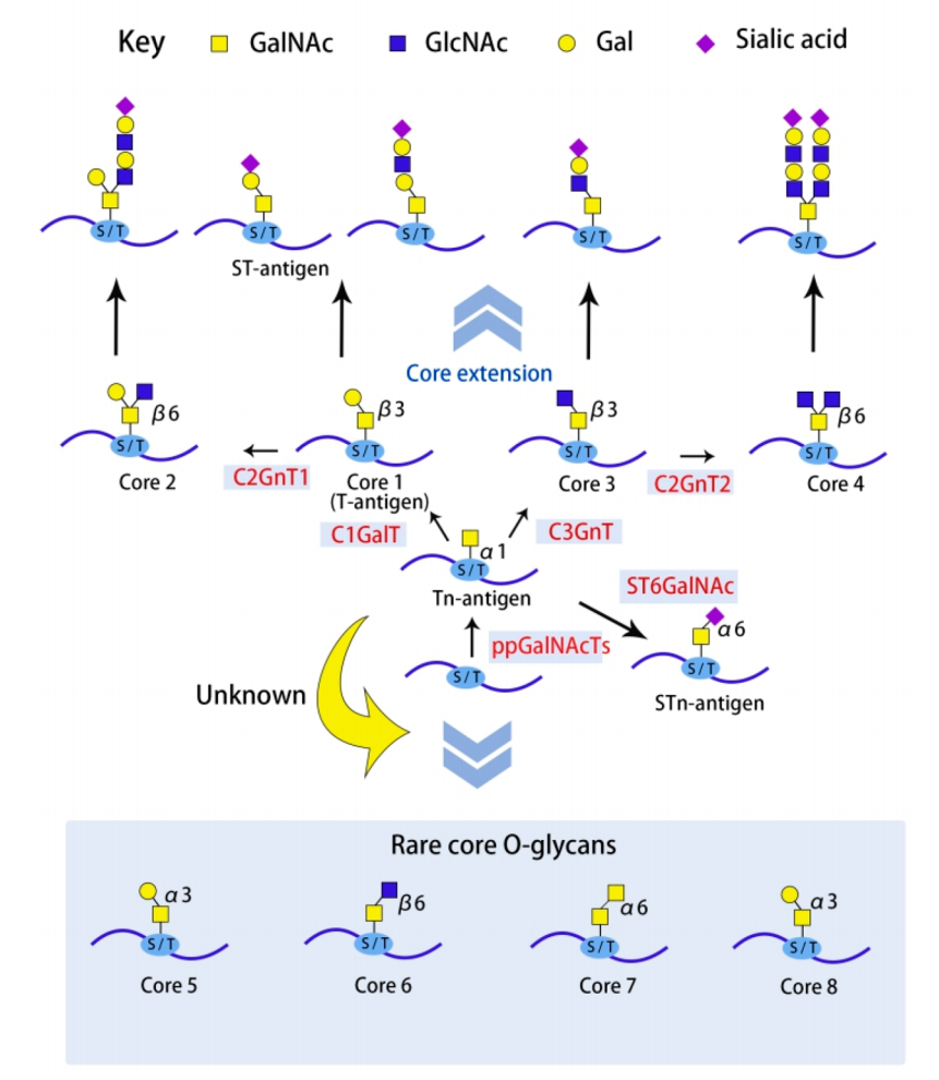 o-glycan-modification-and-modification-site-analysis-service1.PNG