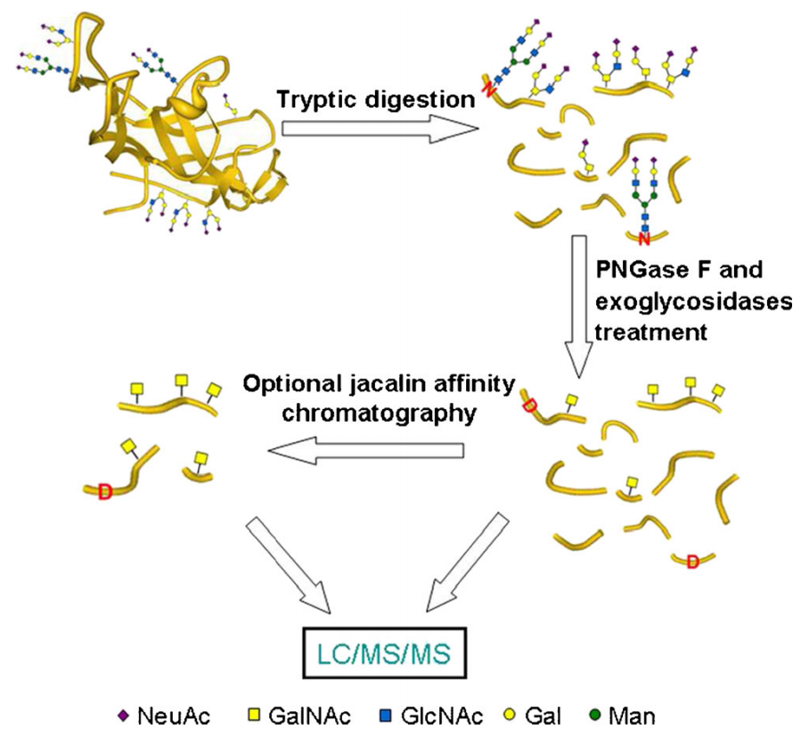 o-glycosylation-site-analysis-service1.PNG