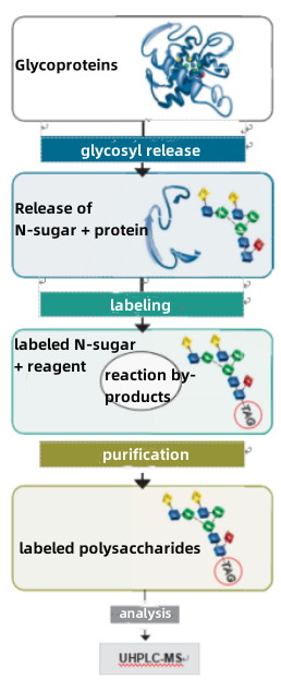 oligosaccharide-chain-structure-analysis2.png