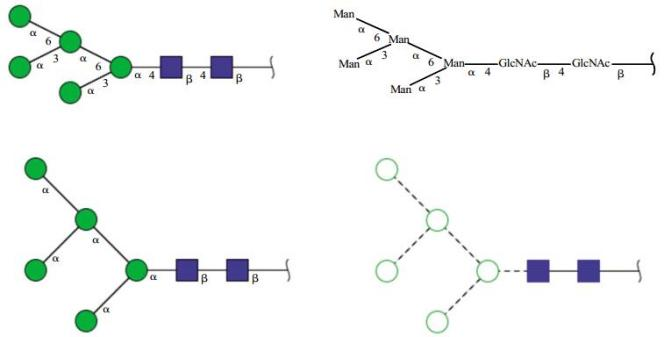 oligosaccharide-chain-structure-analysis4.png