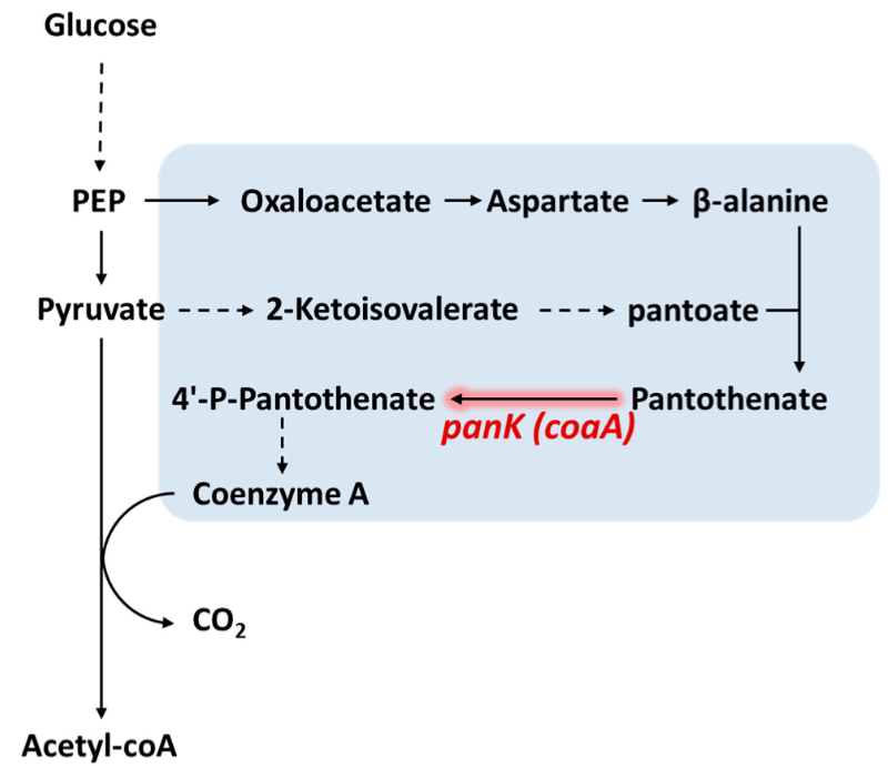 pantothenate--coa-biosynthetic-metabolite-analysis1.png