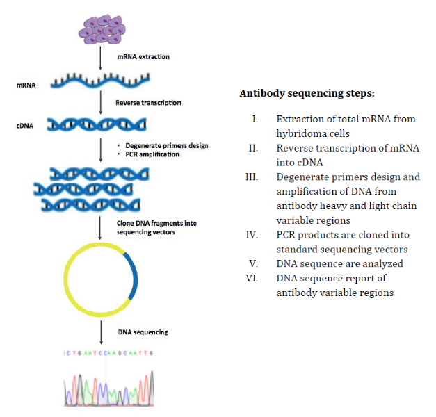 pcr-based-antibody-sequencing-service1.PNG