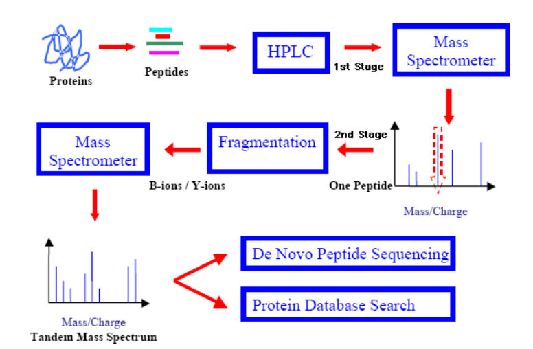 peptide-de-novo-sequencing-service1.PNG