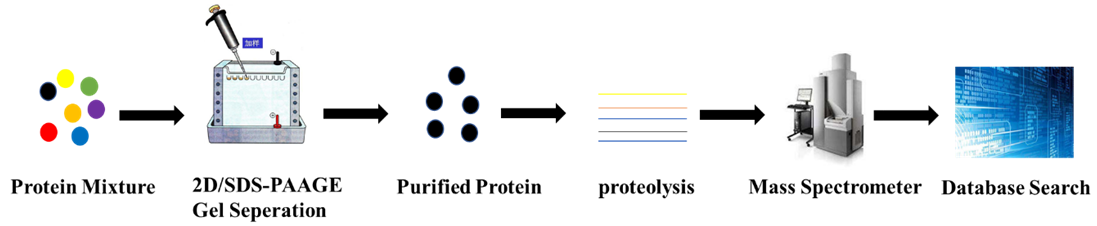 peptide-mass-fingerprinting1.png